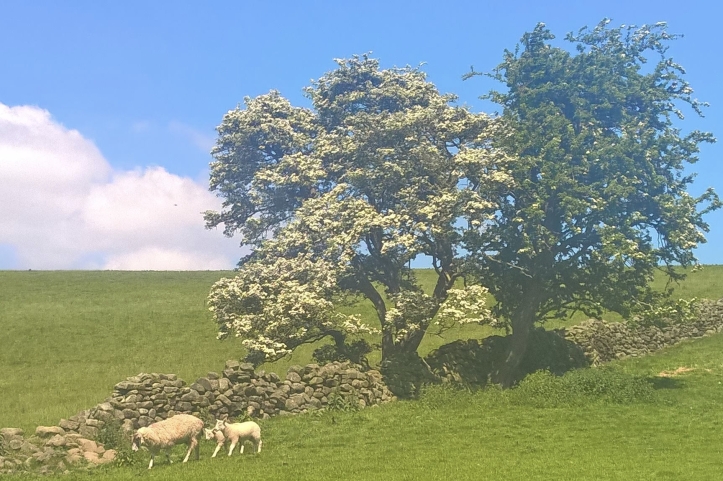 6dt-sheep-and-trees.jpg